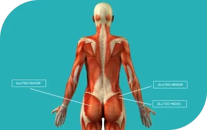 La importancia de entrenar los glúteos